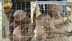 chupacabra captured in the philipines