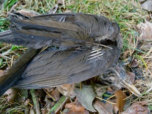 blackbird, dead blackbird, new york paranormal society, the occult section