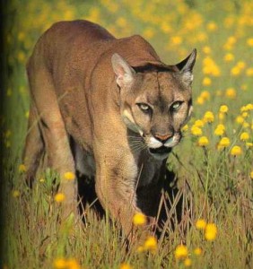 mountain lion, eastern cougar, cryptozoology