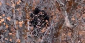 Video of a supposes Bigfoot in Provo Canyon, Utah