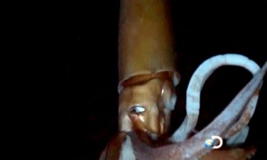 The Giant Squid, filmed for the first btime and will be shown on the Discovery Channel