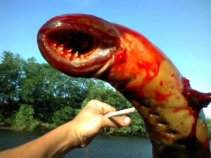 A sea lamprey was photographed in New Jersey, looking huge like an alien creature