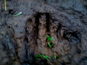 A strange footprint found near a cow mutilation in South Whidbey