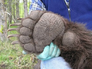 I suppose finding one of these decomposing in the woods might look a little freaky and could be mistaken for a Bigfoot foot...