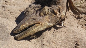 A mysterious sea creature washed ashore on a Scotland beach, spurring rumors of the Loch Ness Monster