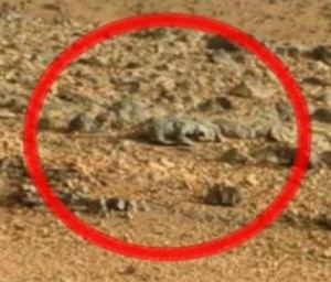 NASA Mars rover Curiosity photographs what people think is a rat or lizard 