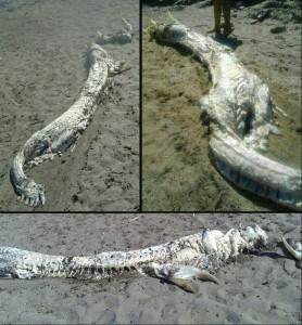 Horned sea creature washes up on beach in Spain, but experts say it's a shark skeleton