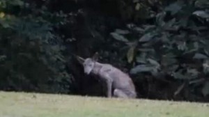 Residents in Mississippi spot a coyote with mange and believe it's el chupacabra