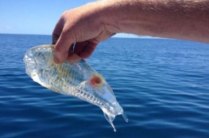 A New Zealand man catches a strange transparent shrimp creature known as the Salpa maggiore