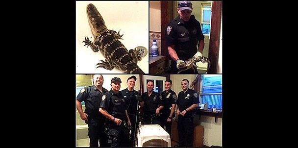 Alligator found in Mariners Harbor, Staten Island, bathtub