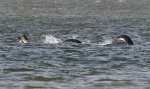 Loch Ness Monster by Ian Bremner