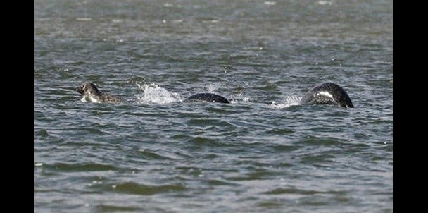 Nessie by Ian Bremner