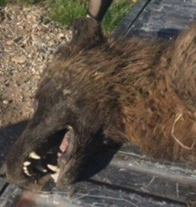 Strange wolf-like animal killed in Montana