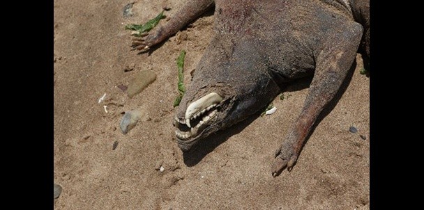 Montauk Monster of Staten Island