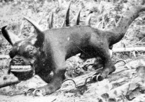 The Hodag