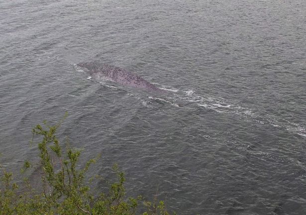 Loch Ness Monster by Steve Challice