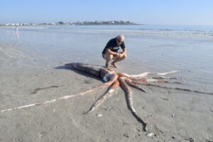 Giant Squid in South Africa