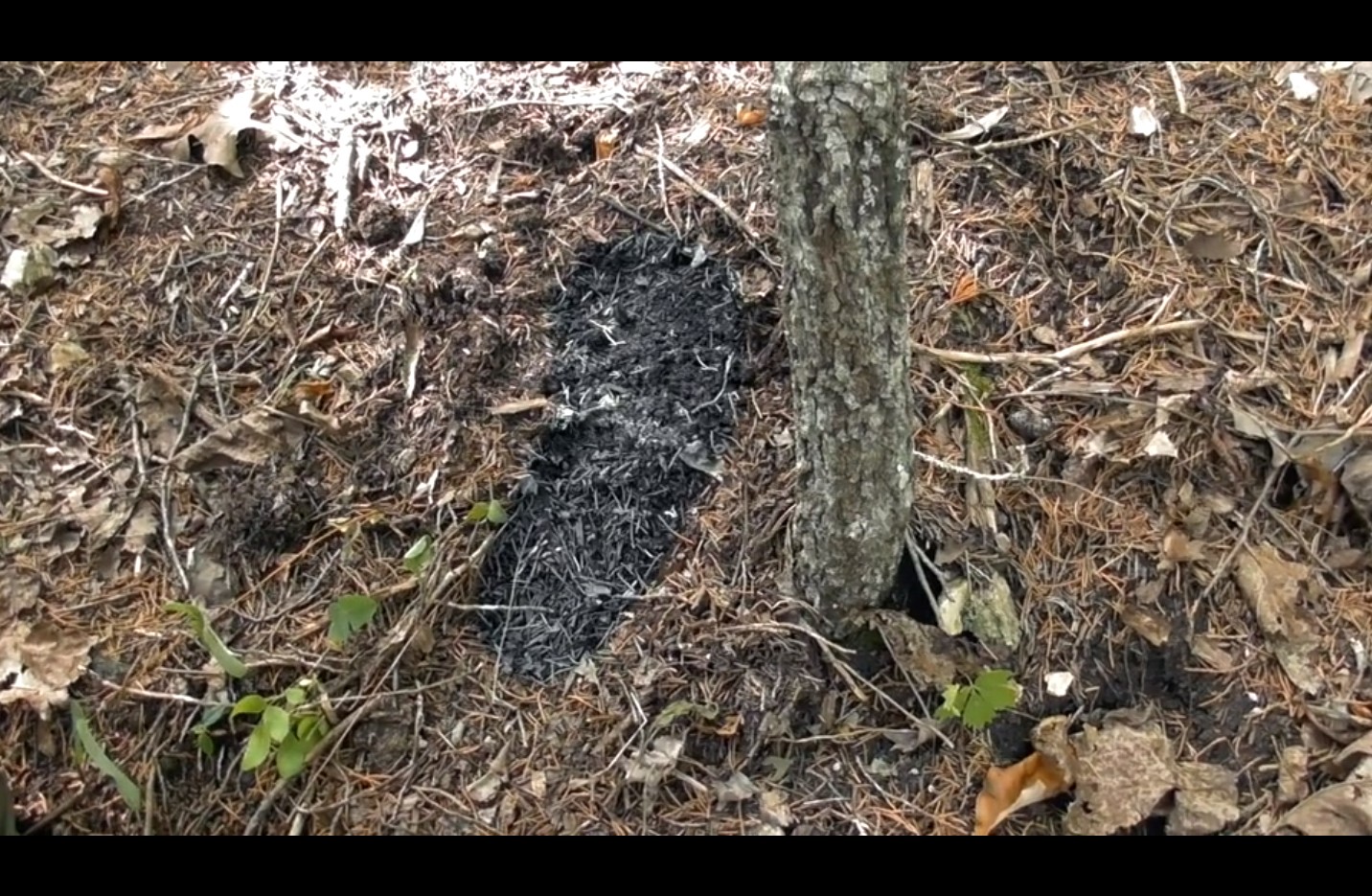 Bigfoot footprint