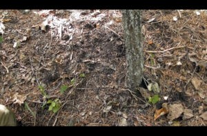 Bigfoot footprint