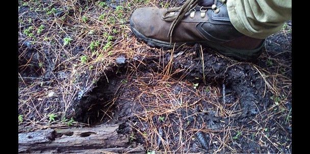 Bigfoot Hunting in the Adirondacks