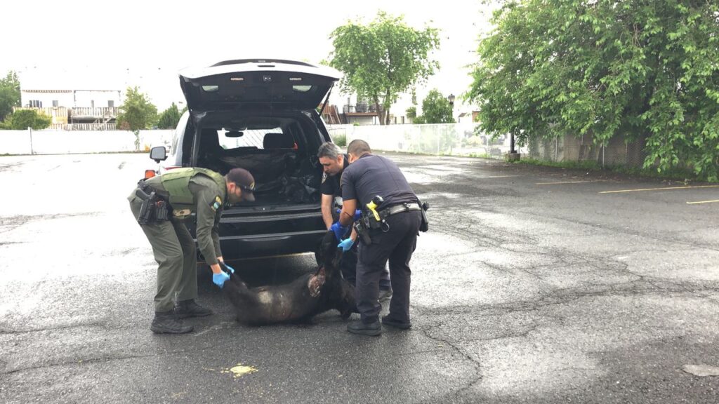 Dead bear on Staten Island