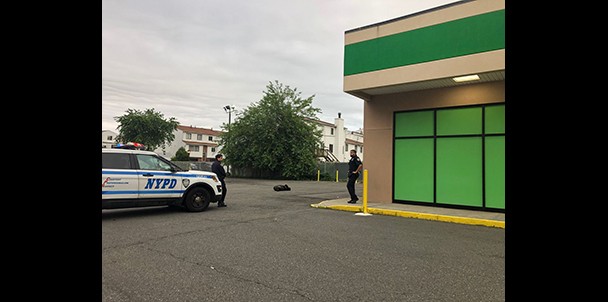 Dead bear on Staten Island