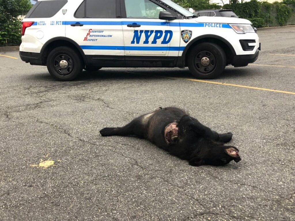 Staten Island bear